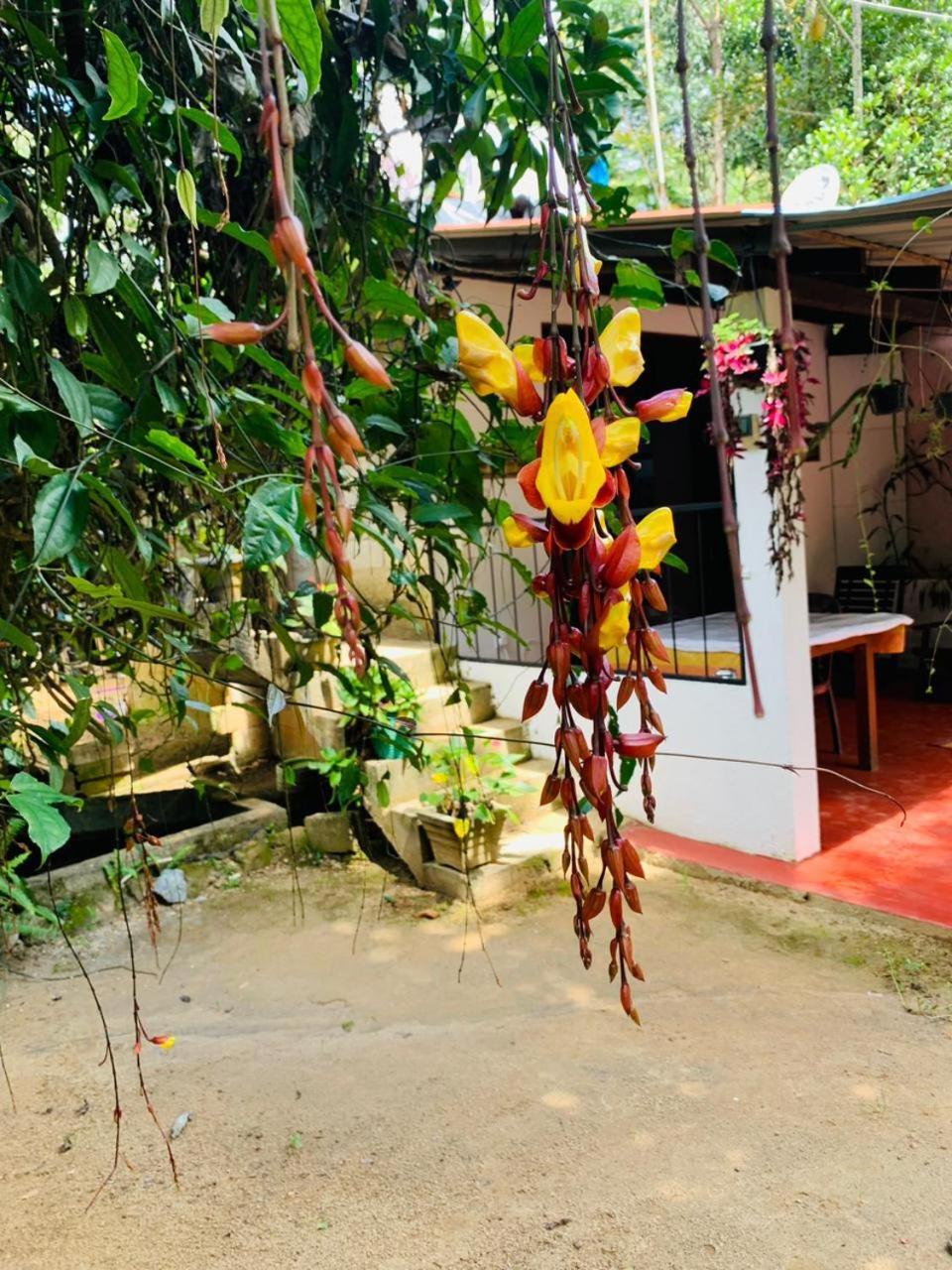 Little Cottage Ella Luaran gambar
