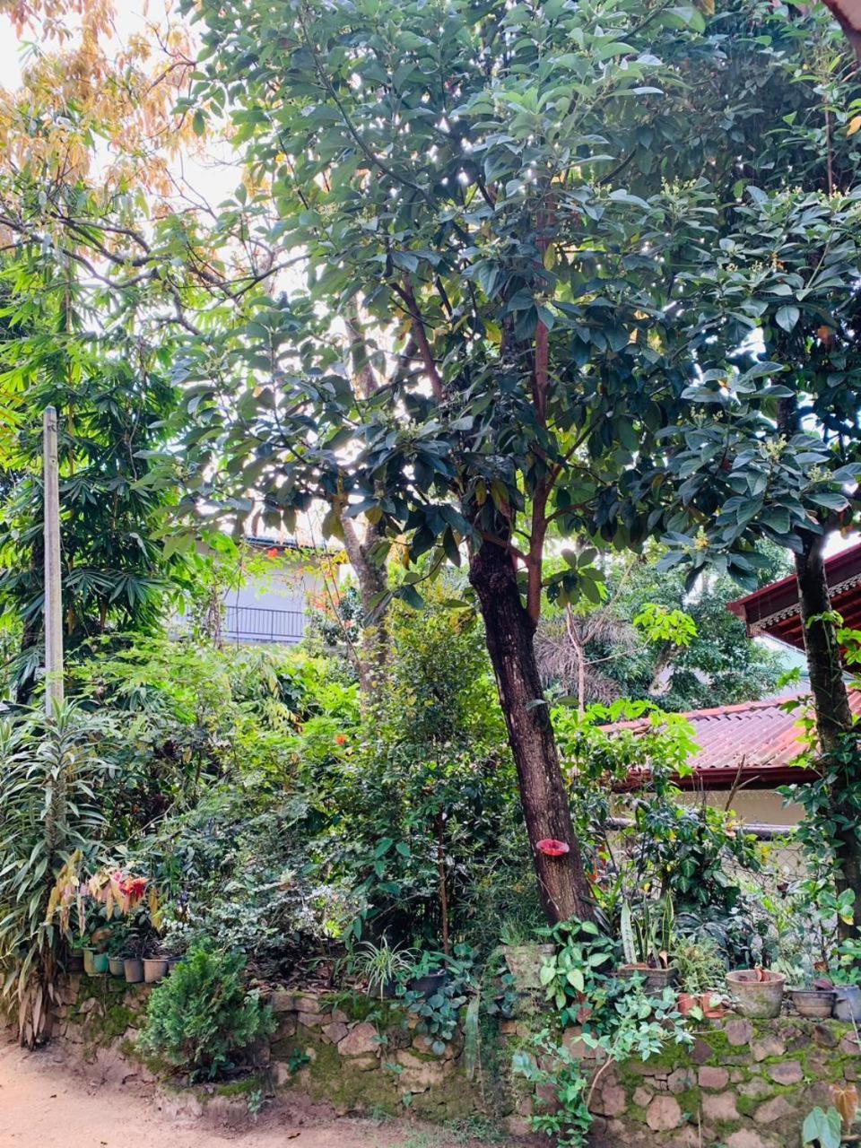 Little Cottage Ella Luaran gambar